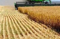 Дожди стопорят уборку зерна в Украине