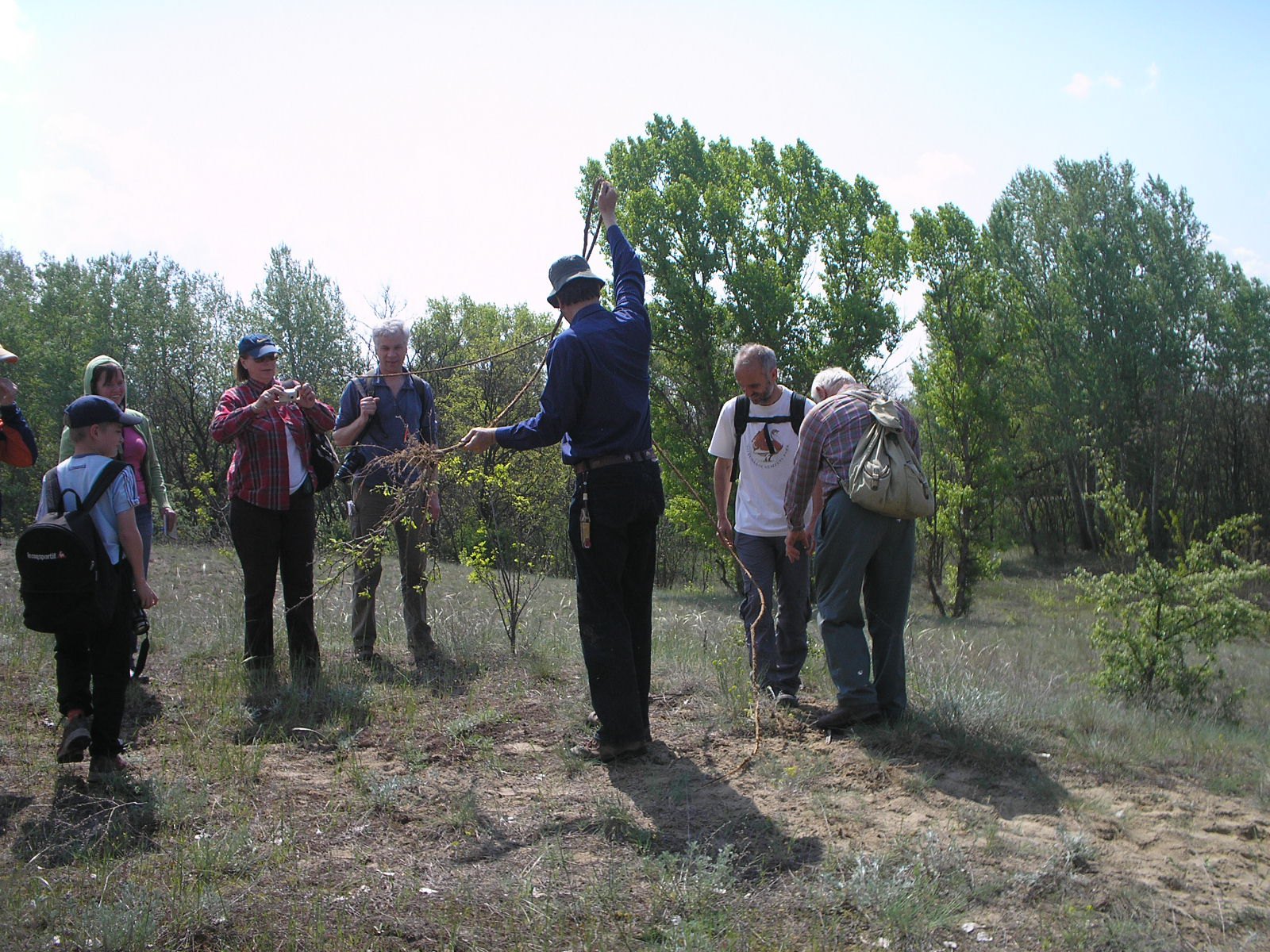 Кореневі паростки робінії десь 4 м завдовжки на ділянці піщаного степу, де видаляли самосів, Угорщина, 2010 р.