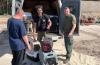 Поліцейські та зооволонтери евакуювали 13 тварин з притулку на Харківщині