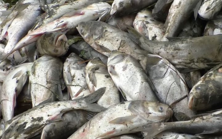 На озері в Борисполі зафіксували масовий мор риби 