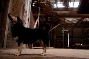 Біля Сімферополя собака загриз маленьку дівчинку