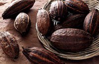 Ученые установили что, наличие какао в рационе и хорошая память связаны