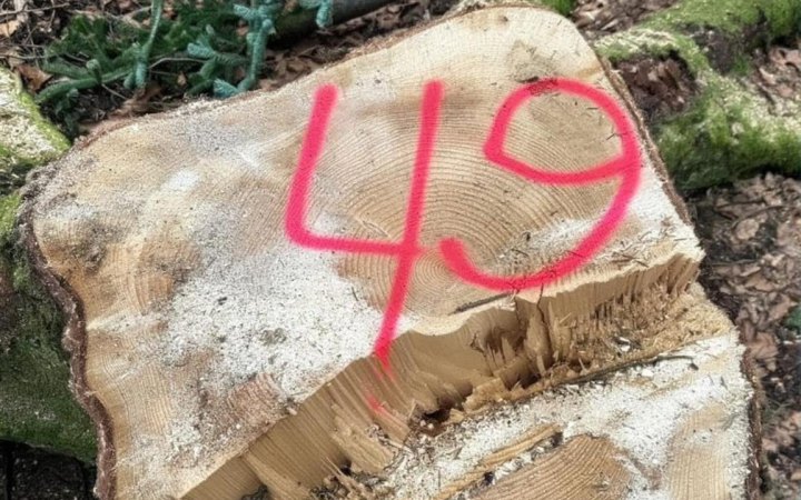 На Буковині правоохоронці заявили про викриття незаконної вирубки дерев у нацпарку «Вижницький»