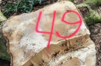 На Буковині правоохоронці заявили про викриття незаконної вирубки дерев у нацпарку «Вижницький»