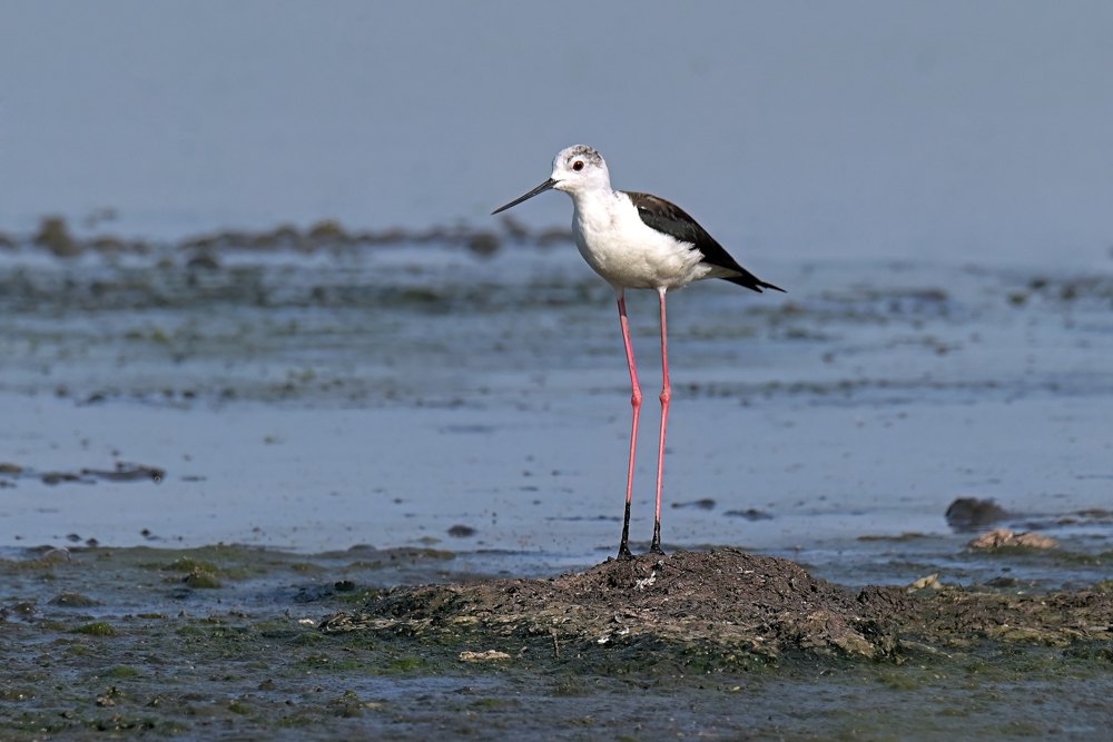 Кулик-довгоніг