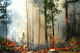 Пока лес не сгорит, власть в лес ходить не запретит