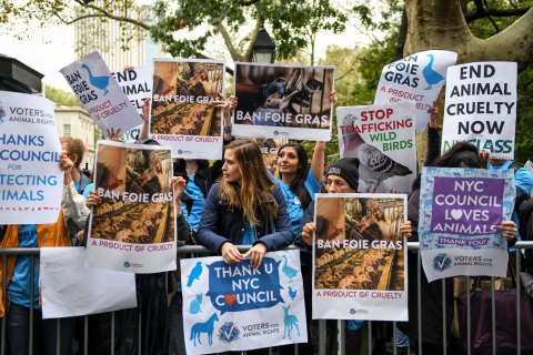 В Нью-Йорке намерены запретить продажу фуа-гра из-за жестокого обращения с птицами