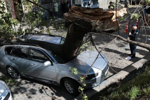 У центрі Львова дерево розчавило автомобіль депутата