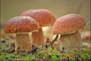Налог на крымские грибы коснется лишь предприятий