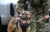 Євросоюз передасть для ЗСУ дев’ять собак-саперів та пошукові дрони