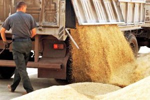 Аграрный фонд за день продал зерна на полмиллиарда гривен