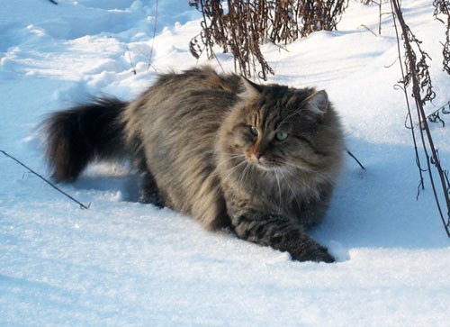 Читатель Виктор Пасмор прислал фото своего кота Гоши:&nbsp;<i>Это наш кот. Наглый, зажравшийся. Морда наглей, чем у некоторых
наших вождей</i>
