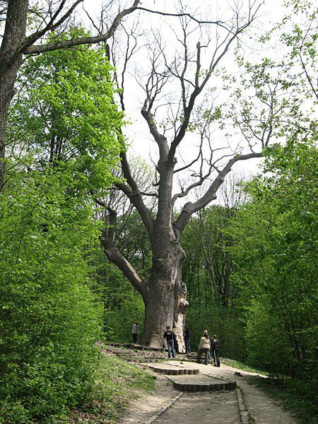 Тысячелетний «дуб Зализняка» – патриарх леса, в котором десятки столетних деревьев