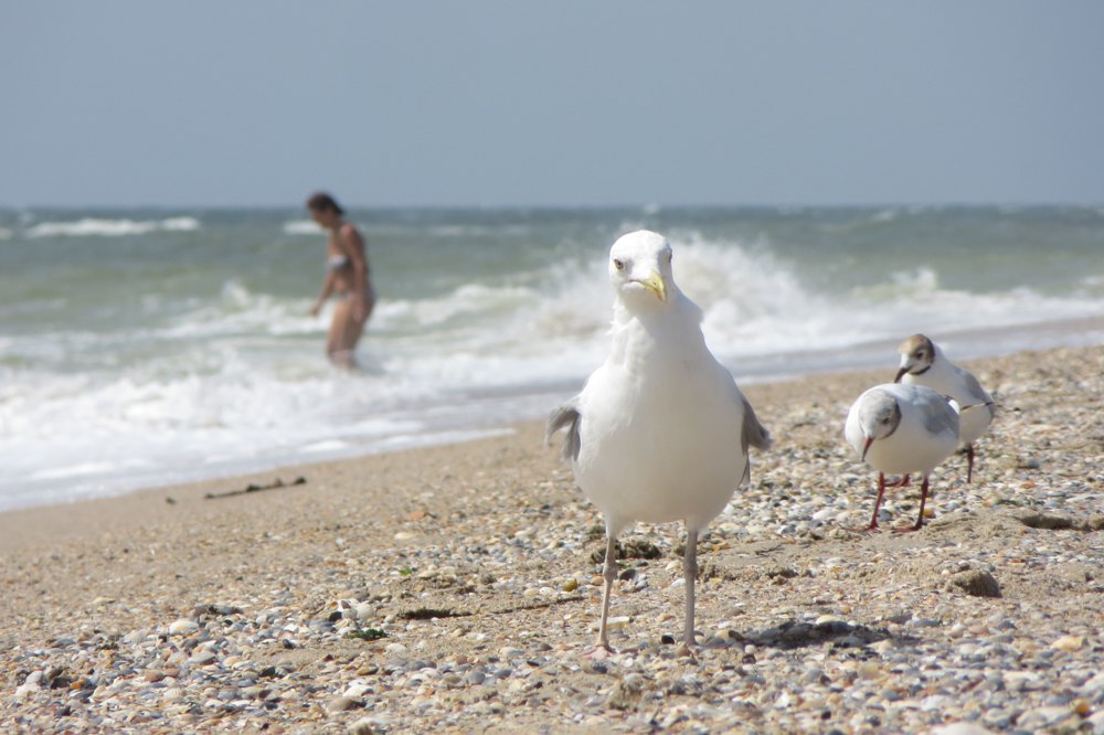 Піщаний берег Будацького лиману