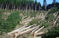 Чи буде Зеленський проводити реформи у лісовому секторі? 