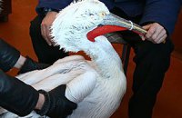 В Керчи спасли от морозов пеликана