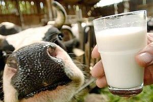 Аграрный фонд начал бороться с дешевым молоком