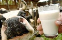 Аграрний фонд почав боротися з дешевим молоком