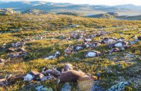 У Норвегії з невідомої причини загинули 323 олені