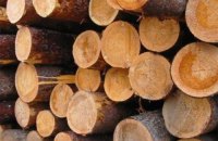Депутати БПП звинуватили мерів Бучі та Ірпеня в розкраданні лісу під Києвом