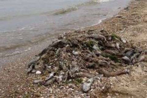 Депутаты сельсовета незаконно выделили более 30 земучастков на побережье Азовского моря
