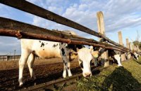 Крестьянам выплатили 300 млн грн за молодняк скота