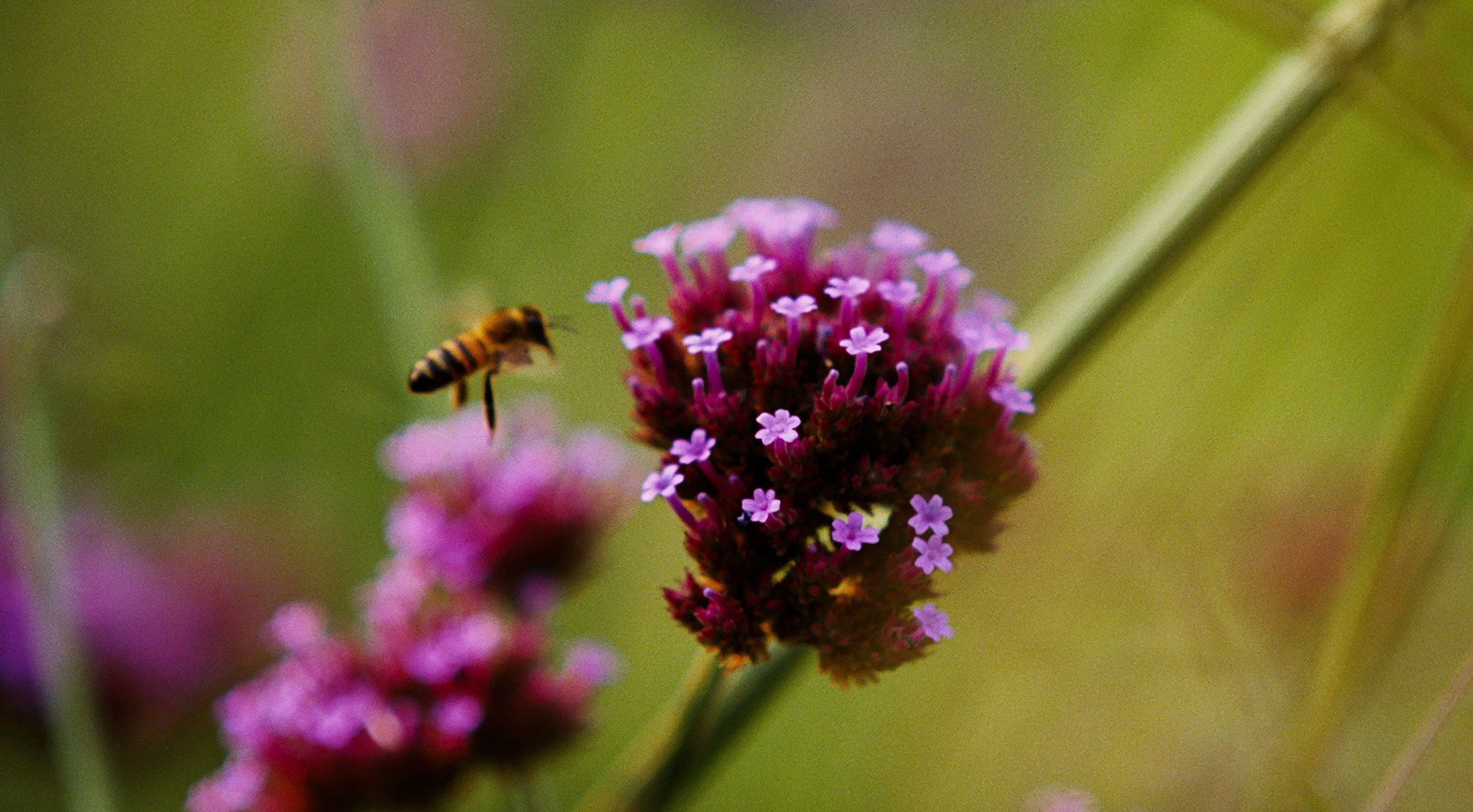 Кадр зі стрічки «Бугонія».
