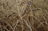 Азаров рассчитывает на рекордный урожай зерна