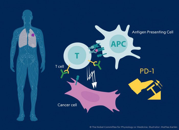 Хонджи обнаружил, что блокада белка PD-1 является перспективной стратегией борьбы с раком