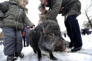 На Старый Новый год в Одессе устроят забег свиней 