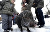 На Старый Новый год в Одессе устроят забег свиней 