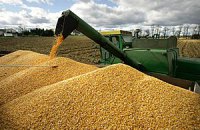 В Украине начали уборку кукурузы