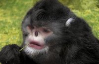 Найдены неизвестные науке обезьяны, чихающие при дожде