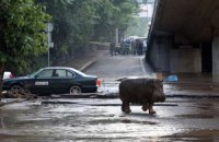 Католикос-Патріарх всієї Грузії пояснив потоп у тбіліському зоопарку гріхами комуністів