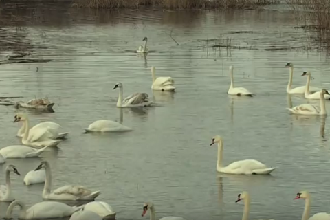 На озері в Чернівецькій області загинули більш ніж 20 лебедів