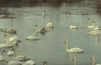 На озере в Черновицкой области погибли более 20 лебедей