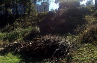 В Киеве на Подоле незаконно вырубили 163 дерева
