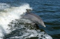 Ученые доказали способность дельфинов помнить собратьев десятилетиями
