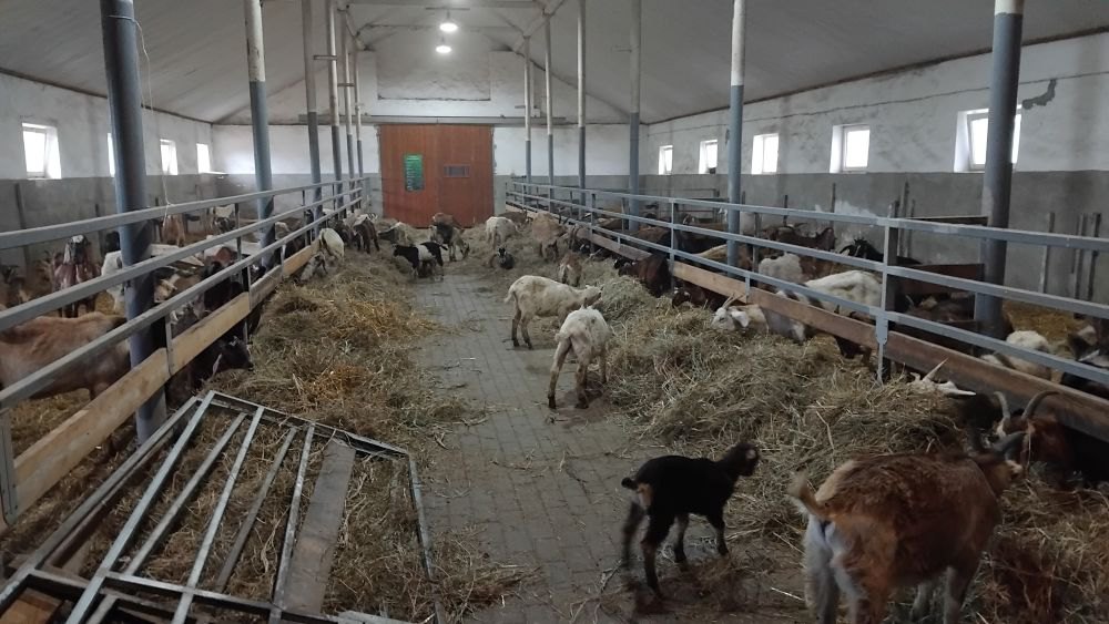 Кози після переїзду в Почаєвичі