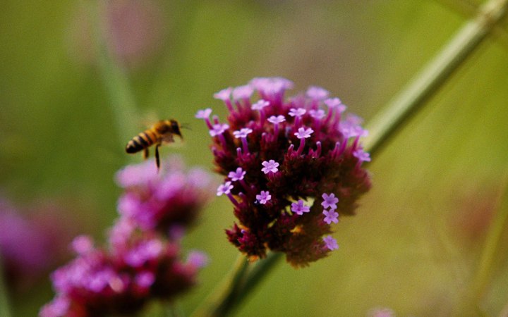 «Бугонія» Йоргоса Лантімоса: чи гудуть бджоли в космосі? 