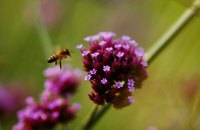 «Бугонія» Йоргоса Лантімоса: чи гудуть бджоли в космосі? 