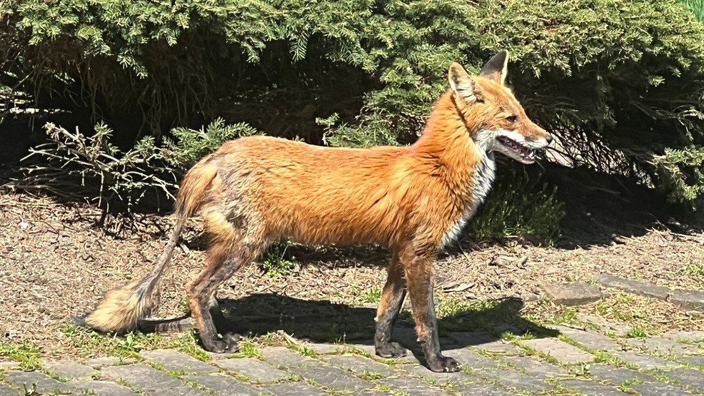 скаженої лисиці, яка вона напала на шістьох людей у Брайтоні, США