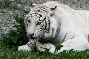 ​Тигрюля стала многодетной мамой