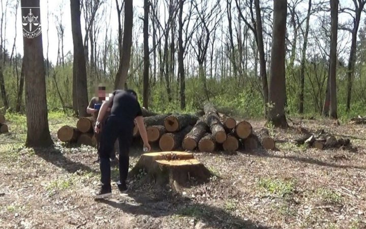 «Ліси України» сплатять понад 4 млн грн збитків за незаконну вирубку лісу 