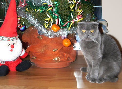 Читательница Настя Обертинская прислала нам фото кошки Мурки