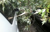 В центре Киева дерево упало на пять припаркованных автомобилей