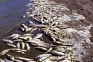 В пруду в Одесской области погибла тонна рыбы