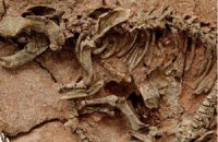 Под Пекином обнаружили сотни окаменелых следов динозавров