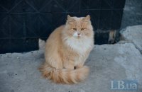 Во Львове впервые в мире подсчитают уличных котов