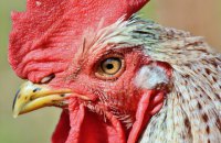 На Киевщине зарегистрирован новый случай птичьего гриппа
